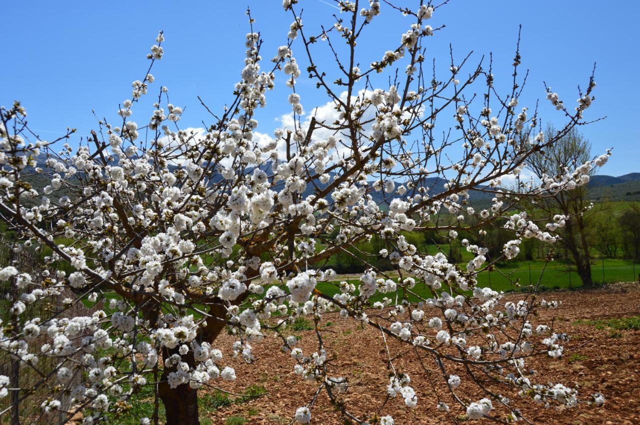 Cortijo Petra Bed & Breakfast Villanueva del Rosario Dış mekan fotoğraf